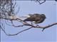 New Zealand Fantail (Rhipidura fuliginosa)