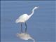 Great Egret (Casmerodius albus)