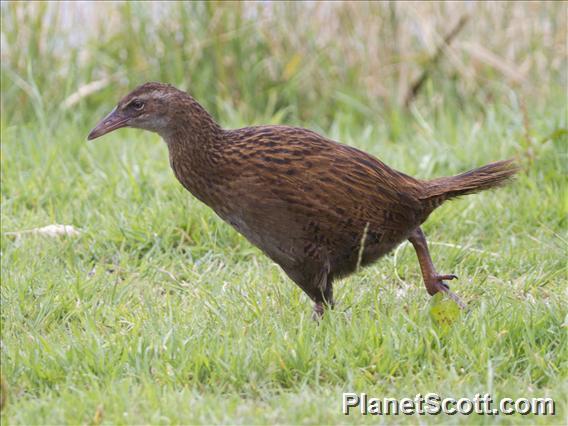 Weka (Gallirallus australis)