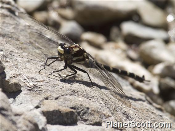 Chilton's Giant Dragonfly (Uropetala chiltoni)