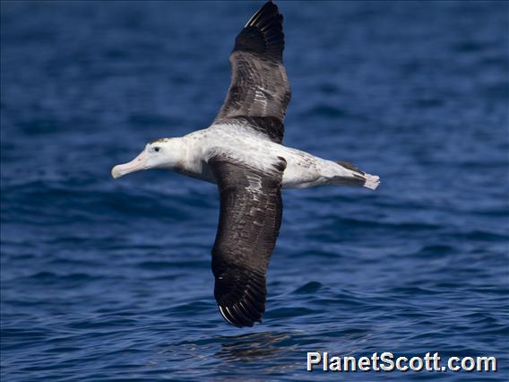 Antipodean Albatross (Diomedea antipodensis)