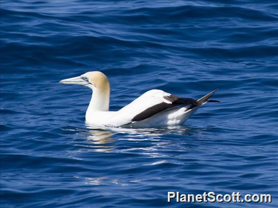 Australasian Gannet (Morus serrator)