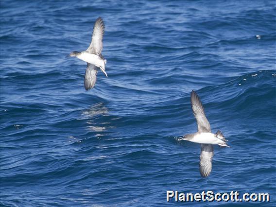 Hutton's Shearwater (Puffinus huttoni)