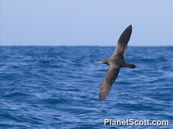 Flesh-footed Shearwater (Ardenna carneipes)