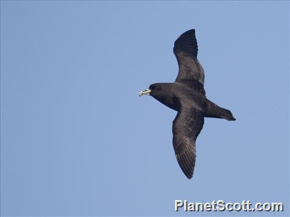 White-chinned Petrel (Procellaria aequinoctialis)