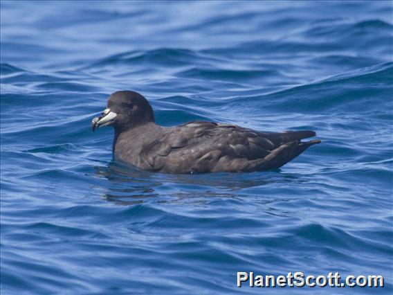 Westland Petrel (Procellaria westlandica)