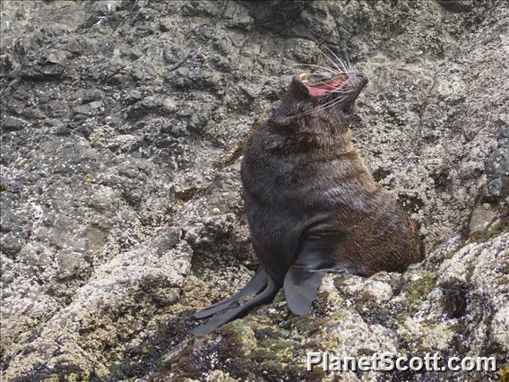 New Zealand Fur Seal (Arctocephalus forsteri)