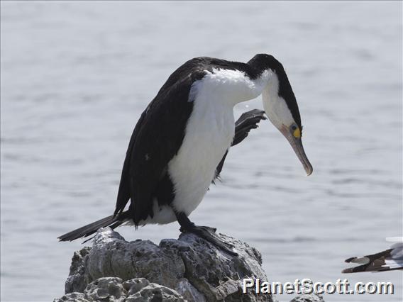 Pied Cormorant (Phalacrocorax varius)