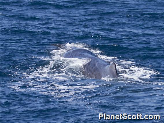 Sperm Whale (Physeter catodon)