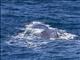 Sperm Whale (Physeter catodon)