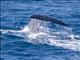 Sperm Whale (Physeter catodon)