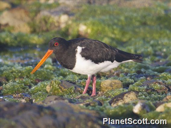 South Island Oystercatcher (Haematopus finschi)