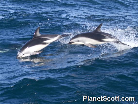 Dusky Dolphin (Lagenorhynchus obscurus)