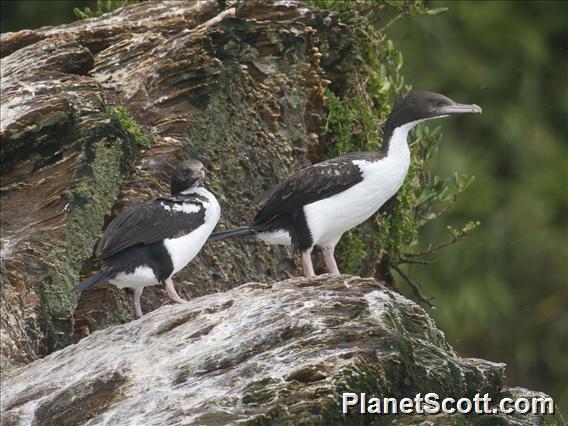 New Zealand King Shag (Leucocarbo carunculatus)