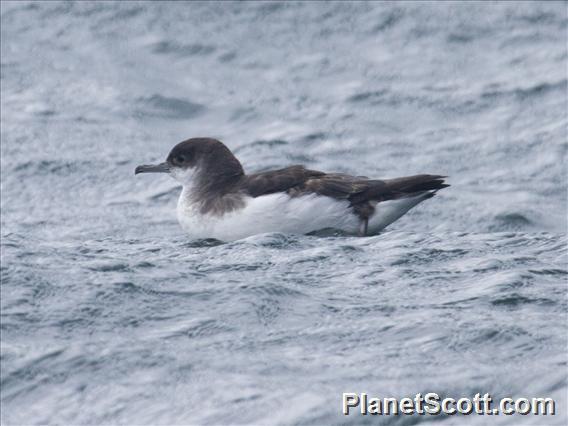 Fluttering Shearwater (Puffinus gavia)