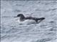 Fluttering Shearwater (Puffinus gavia)