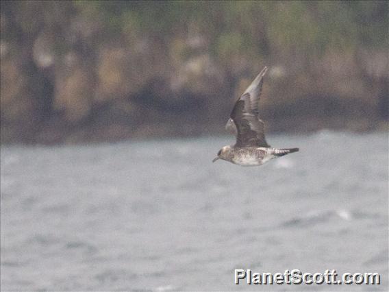 Parasitic Jaeger (Stercorarius parasiticus)