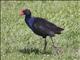 Purple Swamphen (Porphyrio melanotus)