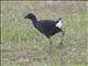 Purple Swamphen (Porphyrio melanotus) - Juvenile