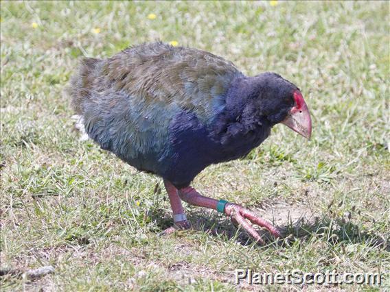 South Island Takahe (Porphyrio hochstetteri)