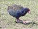 Takahe (Porphyrio hochstetteri)