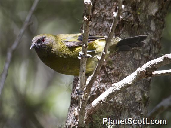 New Zealand Bellbird (Anthornis melanura)