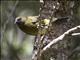 New Zealand Bellbird (Anthornis melanura)