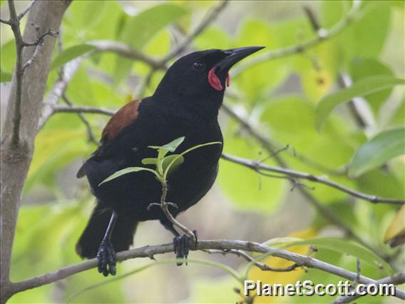 North Island Saddleback (Philesturnus rufusater)