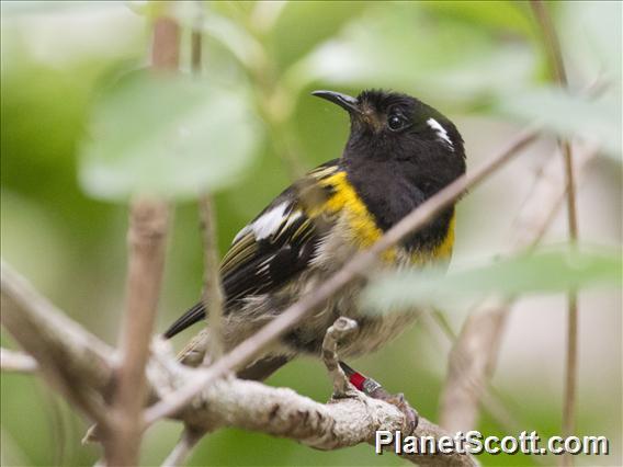 Stitchbird (Notiomystis cincta)