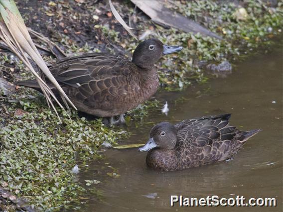 Brown Teal (Anas chlorotis)