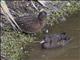 Brown Teal (Anas aucklandica)