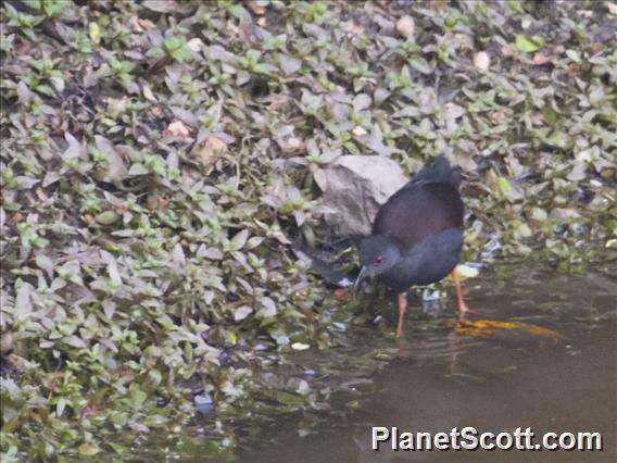 Spotless Crake (Zapornia tabuensis)