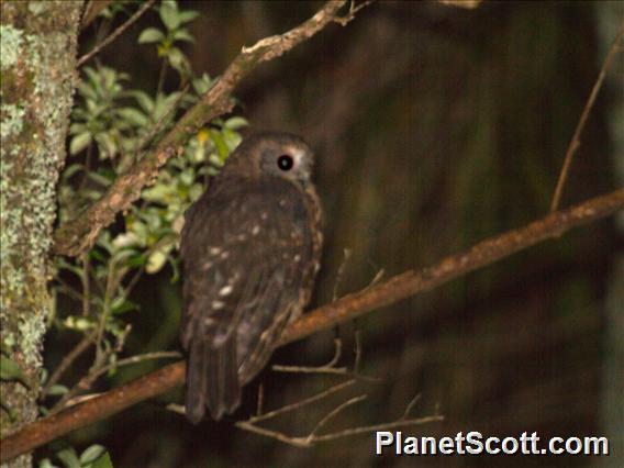 Morepork (Ninox novaeseelandiae)