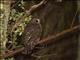 Morepork (Ninox novaeseelandiae)