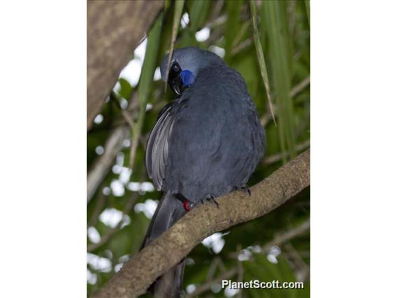 North Island Kokako (Callaeas wilsoni)