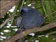 North Island Kokako (Callaeas wilsoni)