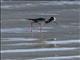 Black Stilt (Himantopus novaezelandiae)