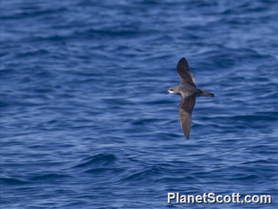 Pycroft's Petrel (Pterodroma pycrofti)