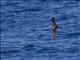 Pycrofts Petrel (Pterodroma pycrofti)