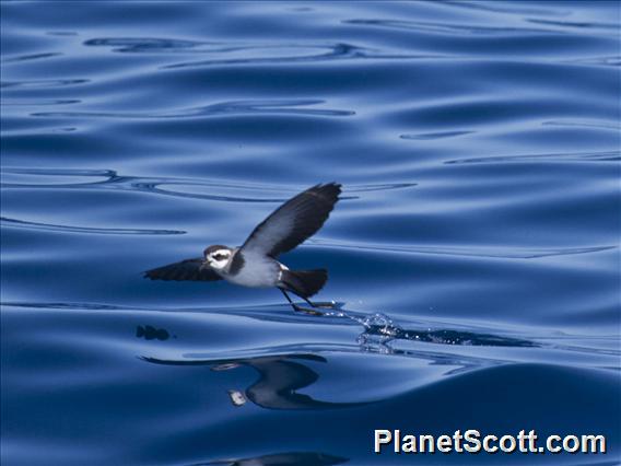 White-faced Storm-Petrel (Pelagodroma marina)