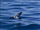 White-faced Storm-Petrel (Pelagodroma marina)