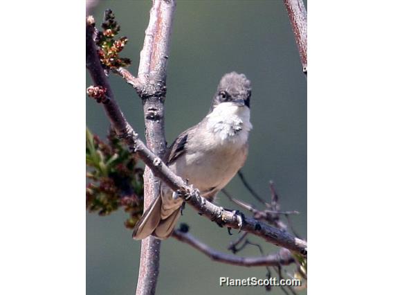 Eastern Orphean Warbler (Curruca crassirostris)