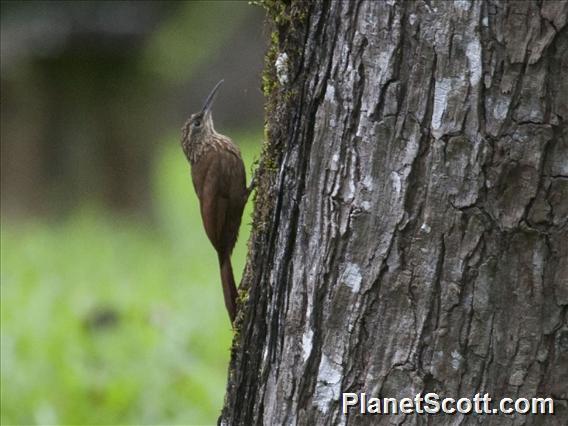 Cocoa Woodcreeper (Xiphorhynchus susurrans)