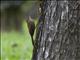 Cocoa Woodcreeper (Xiphorhynchus susurrans)