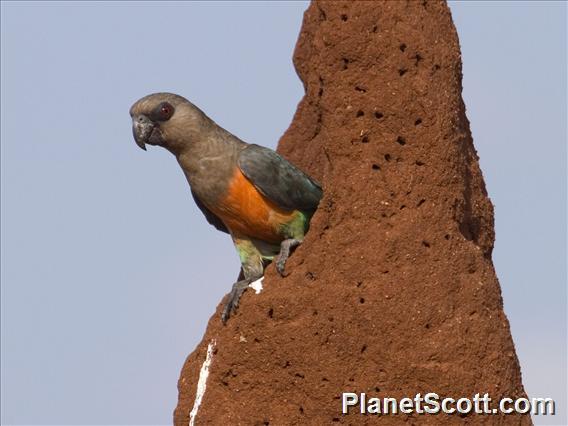 Red-bellied Parrot (Poicephalus rufiventris)