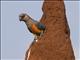 Red-bellied Parrot (Poicephalus rufiventris)