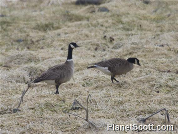 Cackling Goose (Branta hutchinsii)