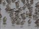 Red Knot (Calidris canutus)