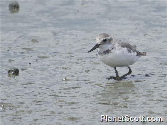 Wrybill (Anarhynchus frontalis)