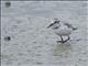 Wrybill (Anarhynchus frontalis)